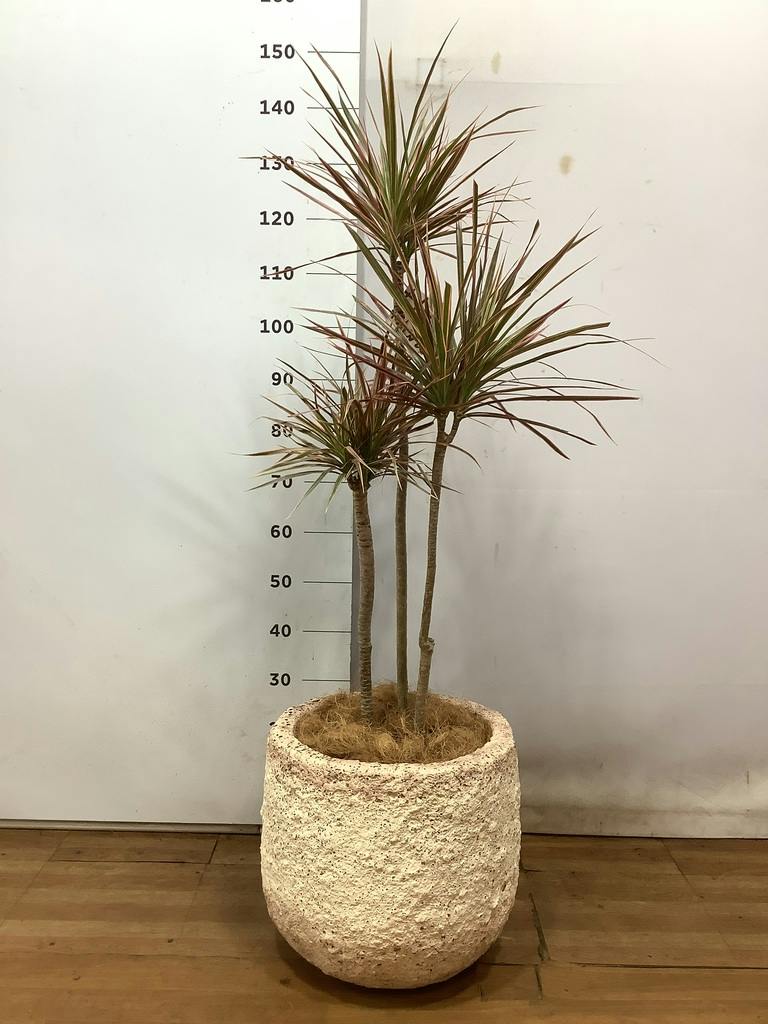 観葉植物 ドラセナ コンシンネ スカーレットアイビス 8号 寄せ