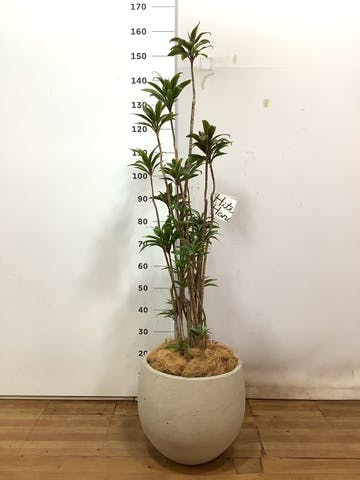 観葉植物 ドラセナ パープルコンパクタ 8号 アディラボウル グレイウォッシュ 付き