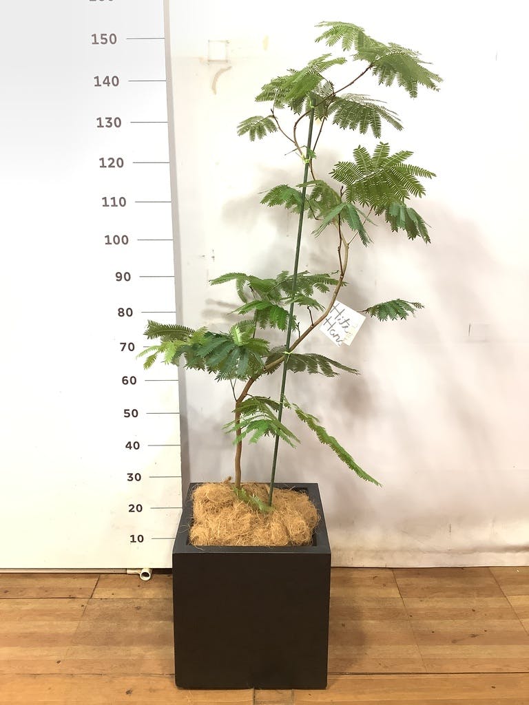 観葉植物 エバーフレッシュ 8号 曲り 竹バスケット 付き | 観葉植物