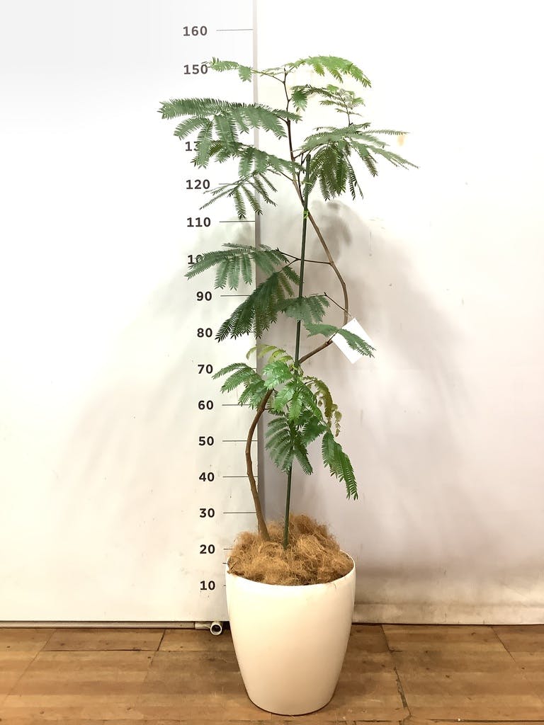 観葉植物 エバーフレッシュ 8号 曲り ラスターポット 付き | 観葉植物