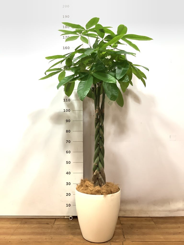 観葉植物 パキラ 10号 ねじり プラスチック鉢 | 観葉植物ならHitoHana
