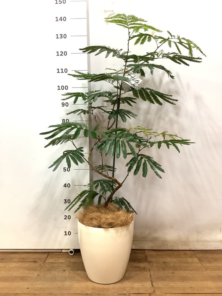 観葉植物 エバーフレッシュ 8号 曲り ラスターポット 付き | 観葉植物