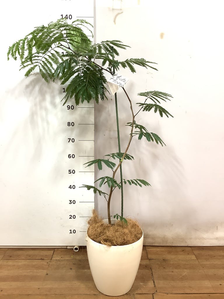 観葉植物 エバーフレッシュ 8号 曲り ラスターポット 付き | 観葉植物