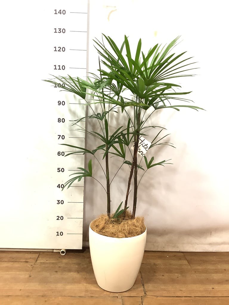 観葉植物 シュロチク（棕櫚竹） 8号 ラスターポット 付き | 観葉植物
