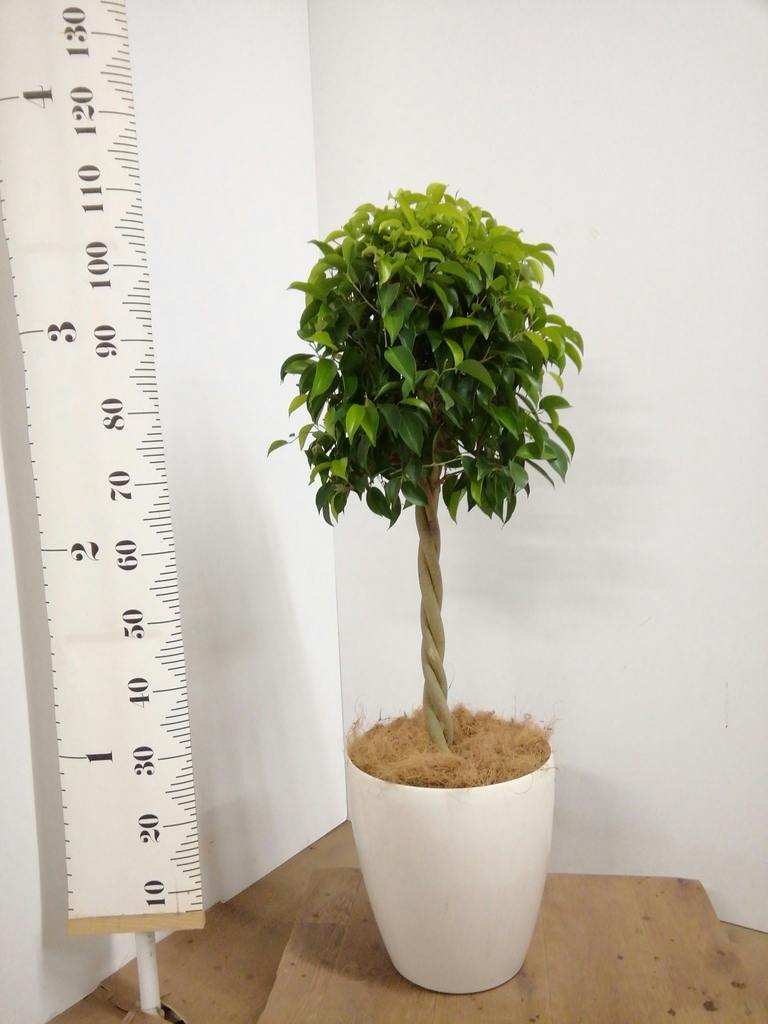 観葉植物 フィカス ベンジャミン 8号 玉造りラスターポット 付き