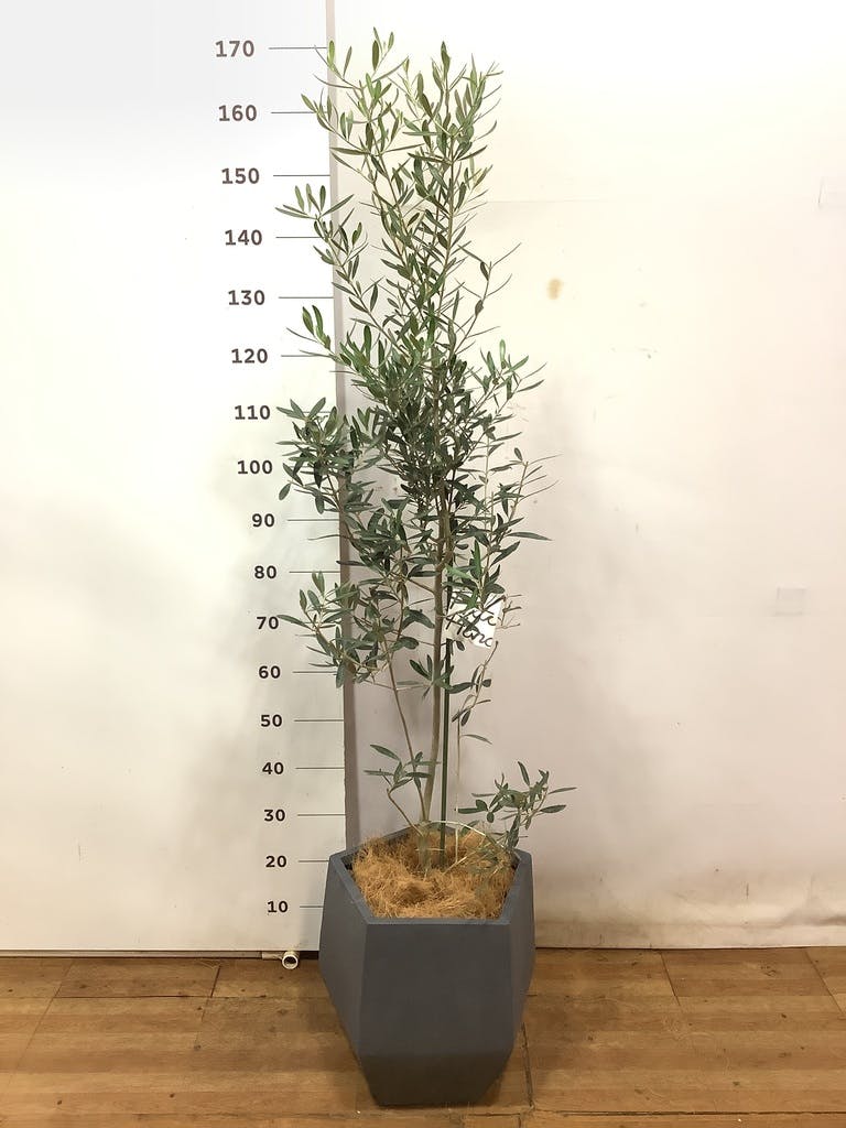 観葉植物 オリーブ チプレッシーノ 床置きL（8号）アートストーン 