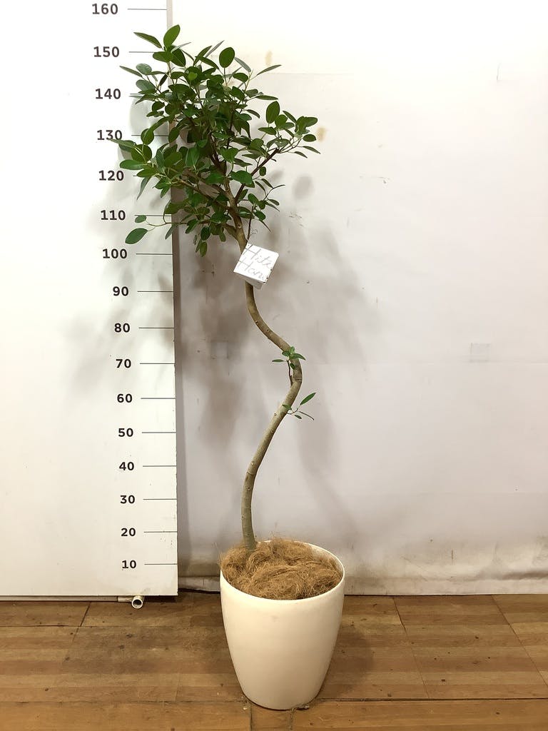 観葉植物 フランスゴムの木 【120cm】 8号 ユキ #72135 | 観葉植物なら