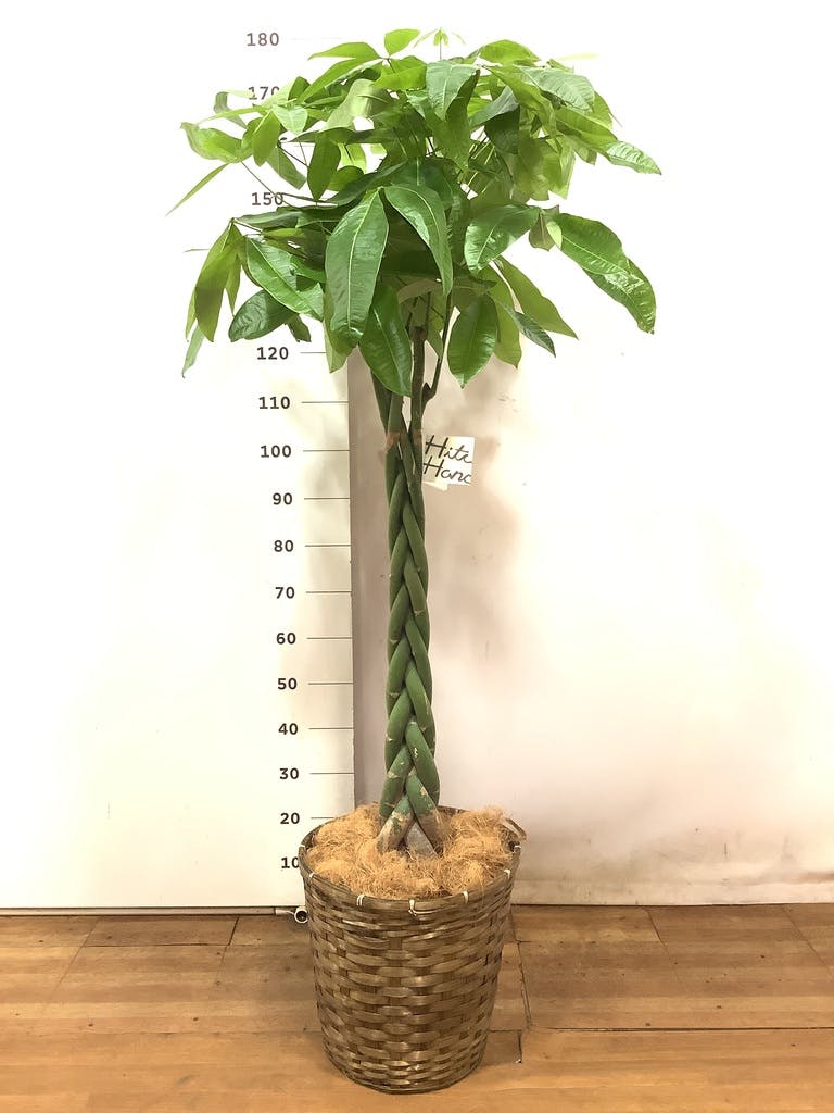 ニトリのパキラ 造花 180センチ 観葉植物