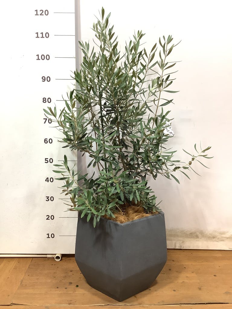 観葉植物 オリーブ 8号 チプレッシーノ ファイバークレイ Gray 付き