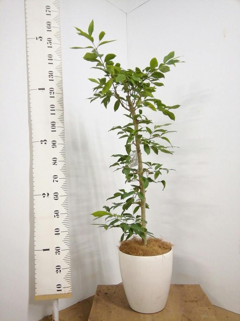 観葉植物 アマゾンオリーブ (ムラサキフトモモ) 8号 テラニアス ロー