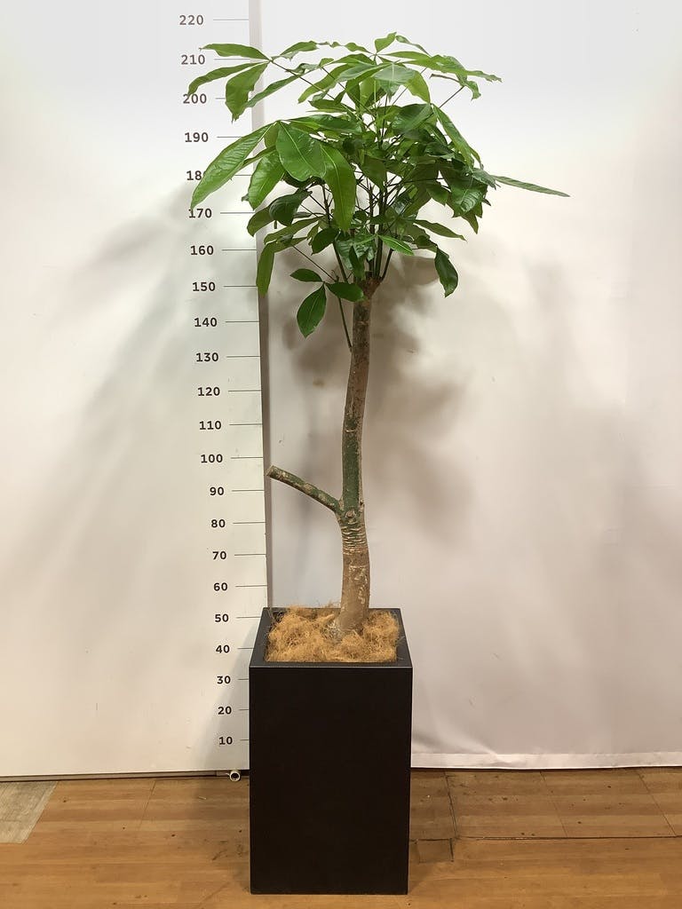 パキラ 朴 | 観葉植物の通販ならHitoHana（ひとはな）