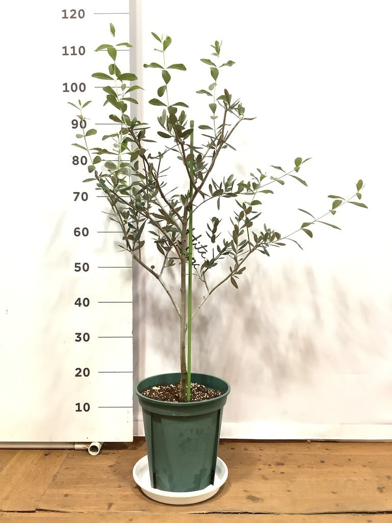 現品】観葉植物 オリーブの木 ルッカ ８号セラアート鉢 - 植物/観葉植物