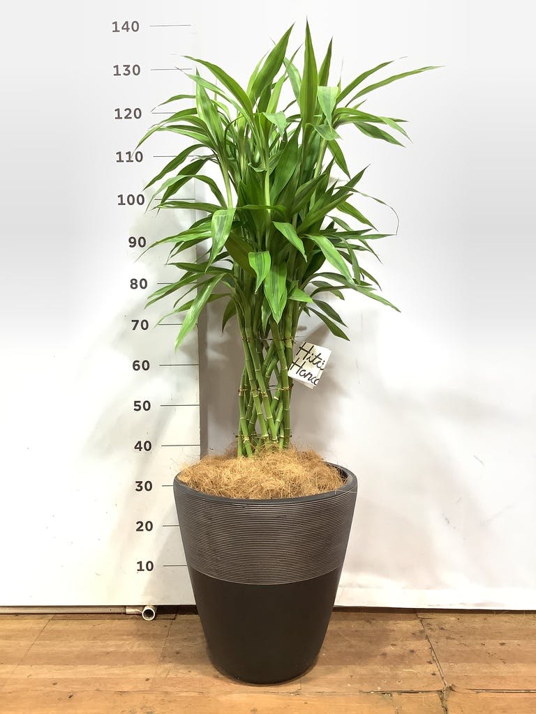 バンブー竹 観葉植物 ドラセナ ミリオンバンブー（幸運の竹）8号 グリーン Eco