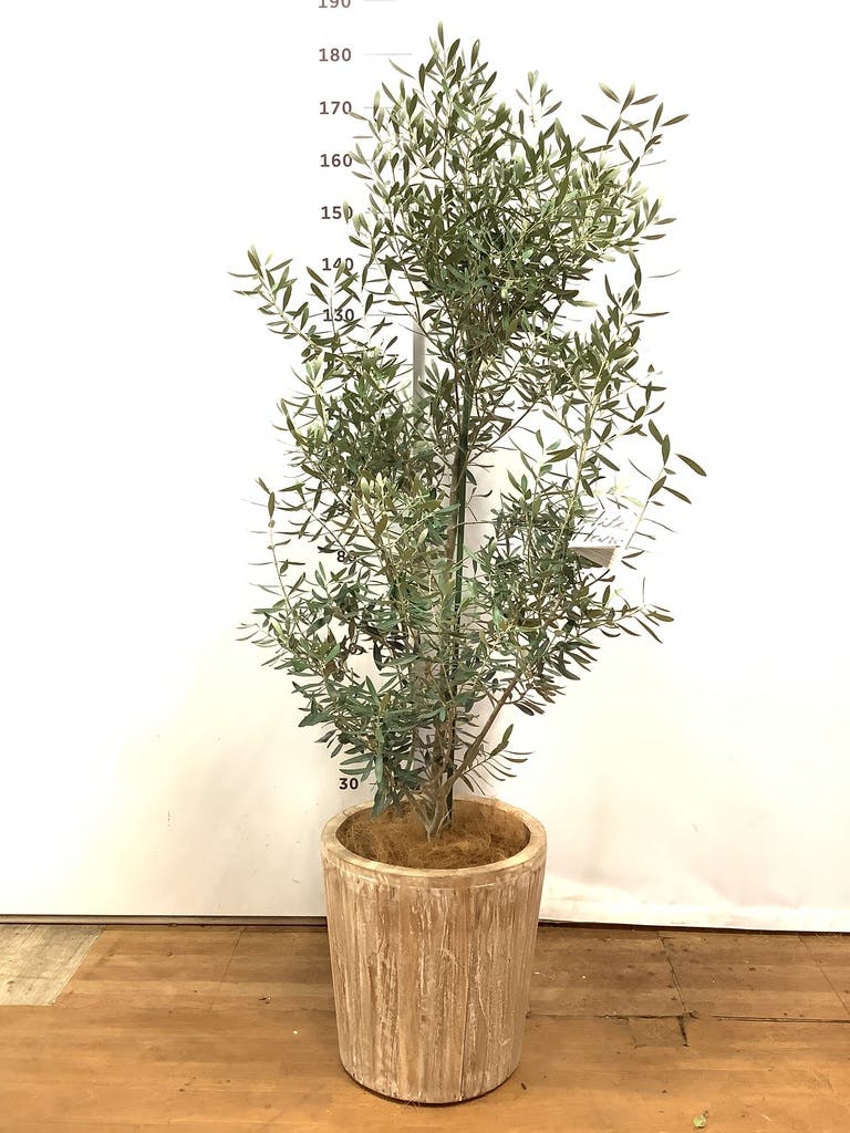 観葉植物 オリーブ 10号 チプレッシーノ ウッドプランター 付き | 観葉