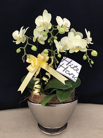 ミディ胡蝶蘭 イエロー ティンカーベル 3本立ち 5.5号 | 胡蝶蘭