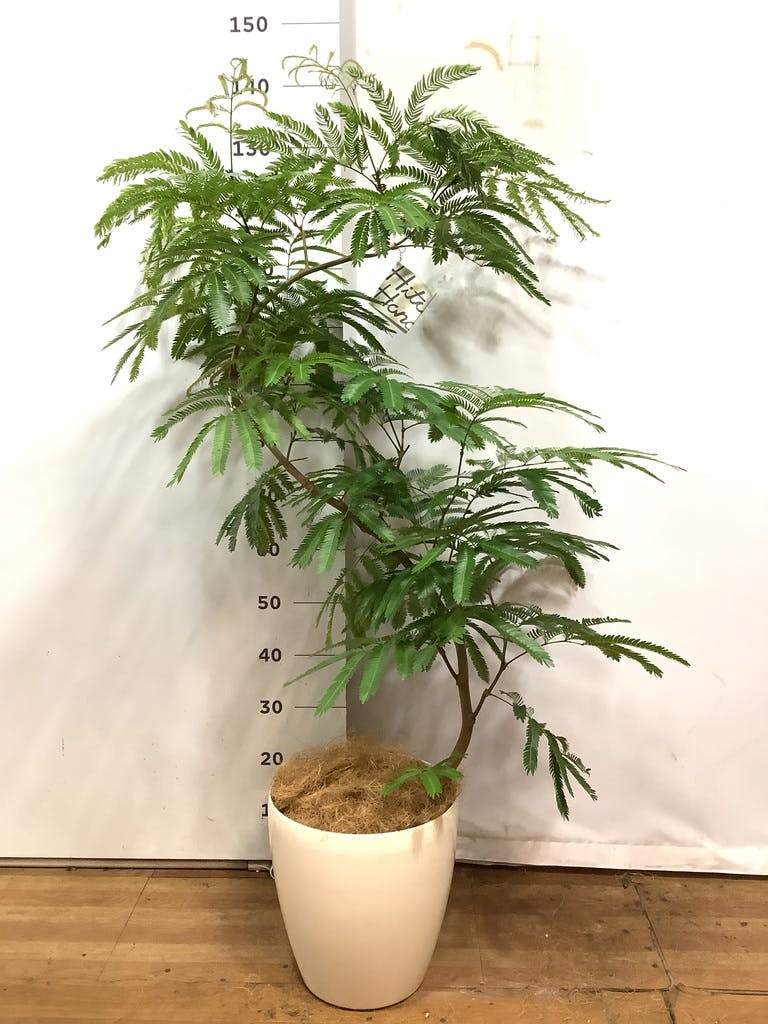 観葉植物 エバーフレッシュ 8号 曲り ラスターポット 付き | 観葉植物