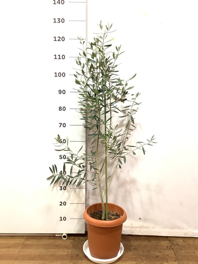 高さ１５０㎝のオリーブ：チプレッシーノ 8号鉢植え - 植物/観葉植物