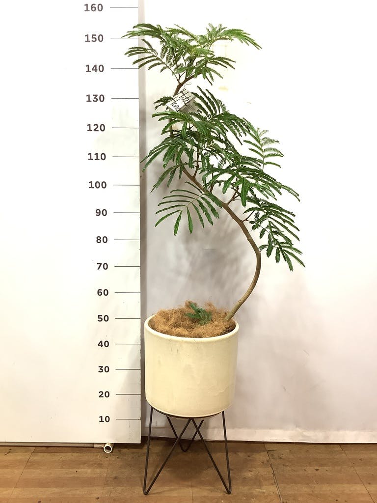 観葉植物 エバーフレッシュ 8号 曲り プラスチック鉢 | 観葉植物なら
