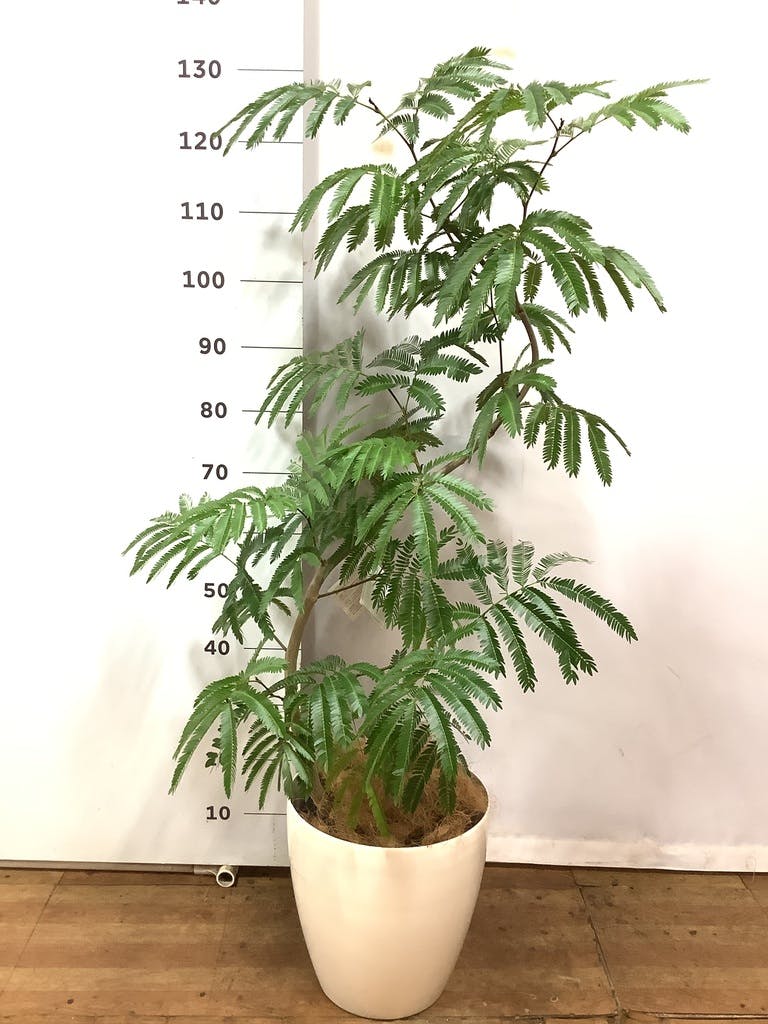 観葉植物 エバーフレッシュ 8号 曲り ラスターポット 付き | 観葉植物