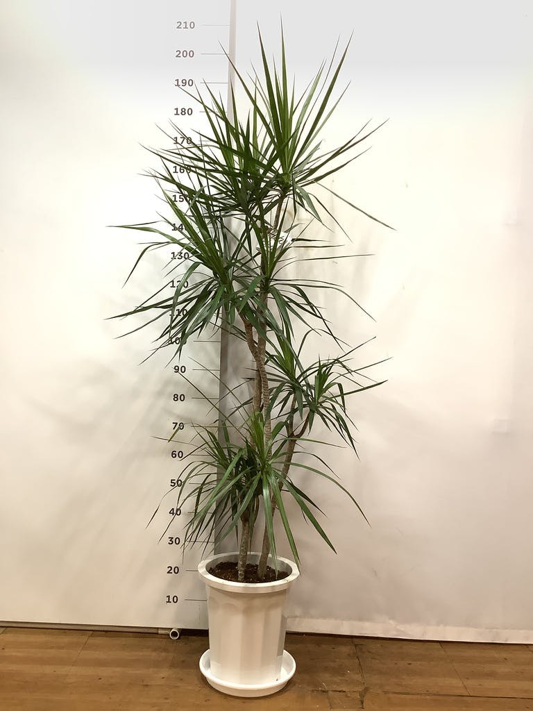 観葉植物 ドラセナ コンシンネ 10号 寄せ プラスチック鉢 | 観葉植物