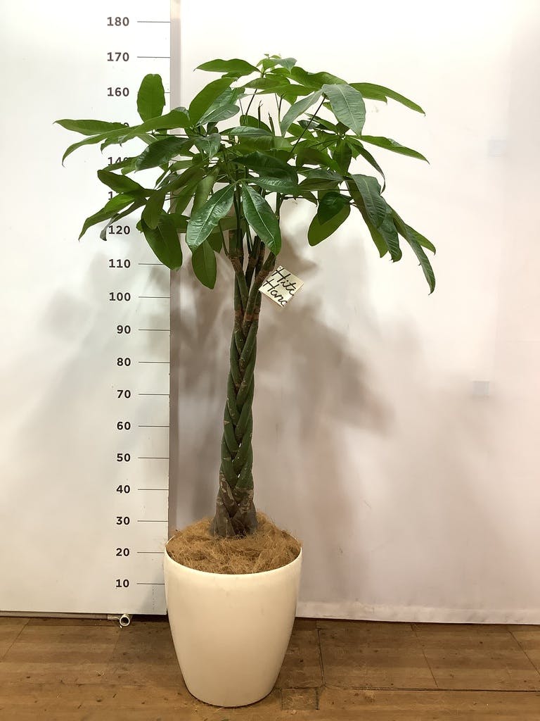 観葉植物 パキラ 10号 ねじり プラスチック鉢 | 観葉植物ならHitoHana