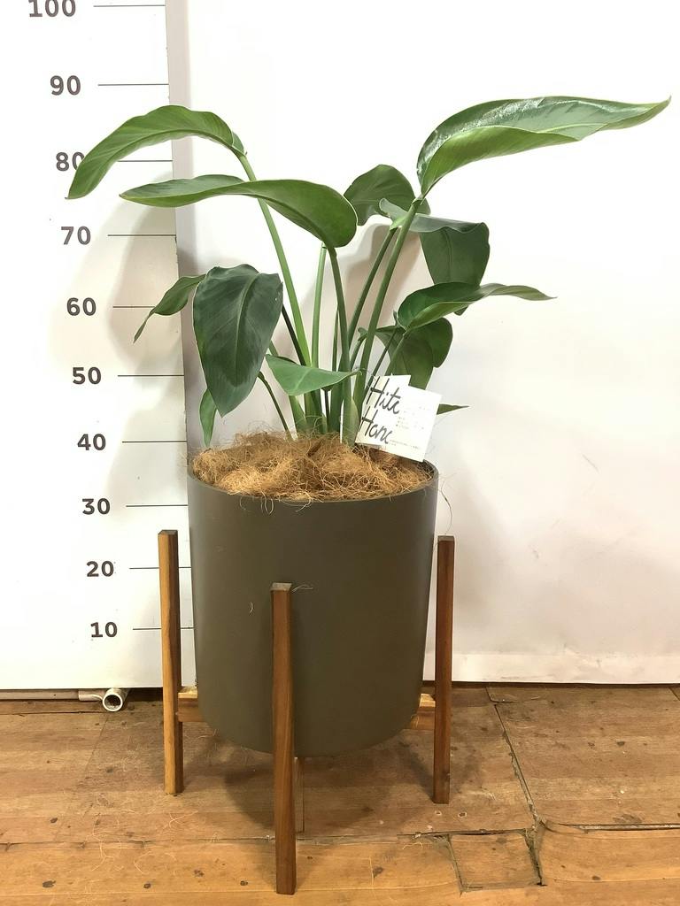観葉植物 オーガスタ 8号 プラスチック鉢 | 観葉植物ならHitoHana(ひと