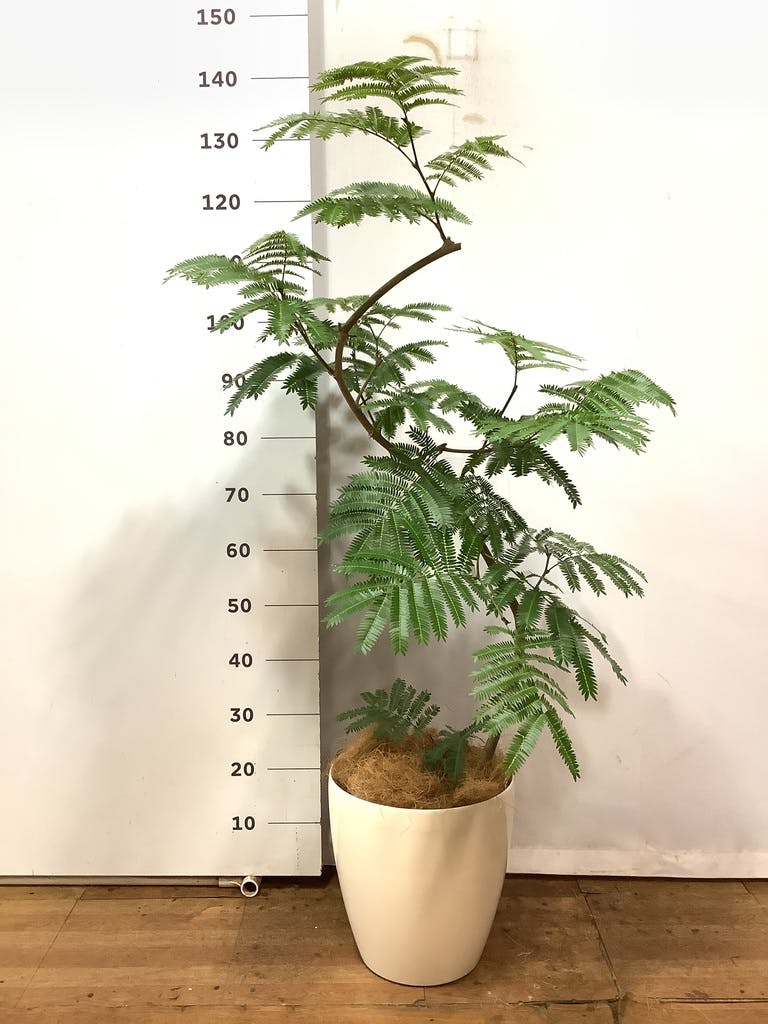 観葉植物 エバーフレッシュ 8号 曲り ラスターポット 付き | 観葉植物