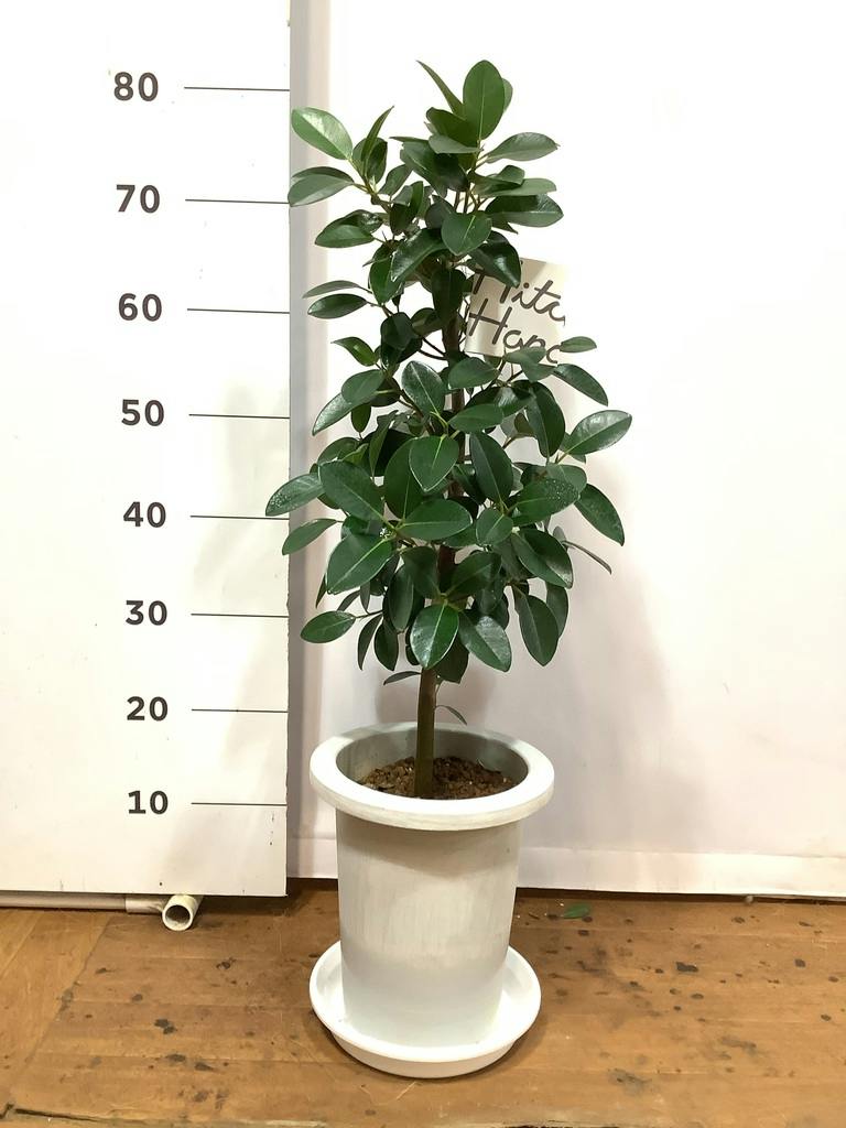 観葉植物 フランスゴムの木 7号 ノーマル プラスチック鉢 | 観葉植物