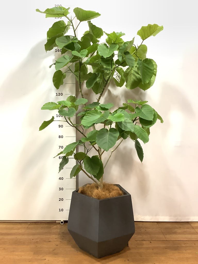 観葉植物 フィカス ウンベラータ 10号 ノーマル ファイバークレイ