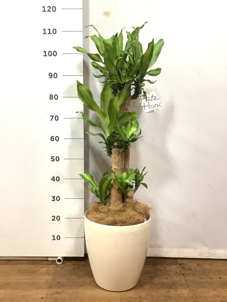 観葉植物 ドラセナ 幸福の木 8号 ノーマル ラスターポット 付き