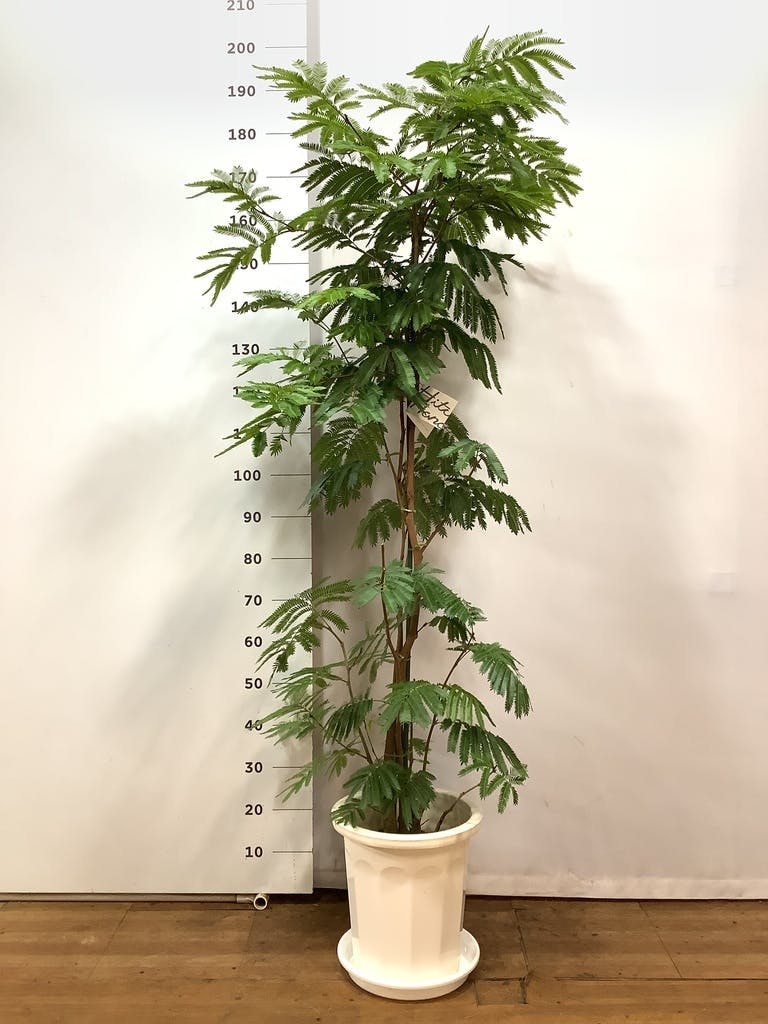 ブランドおしゃれ 観葉植物 エバーフレッシュ１０号【立て札