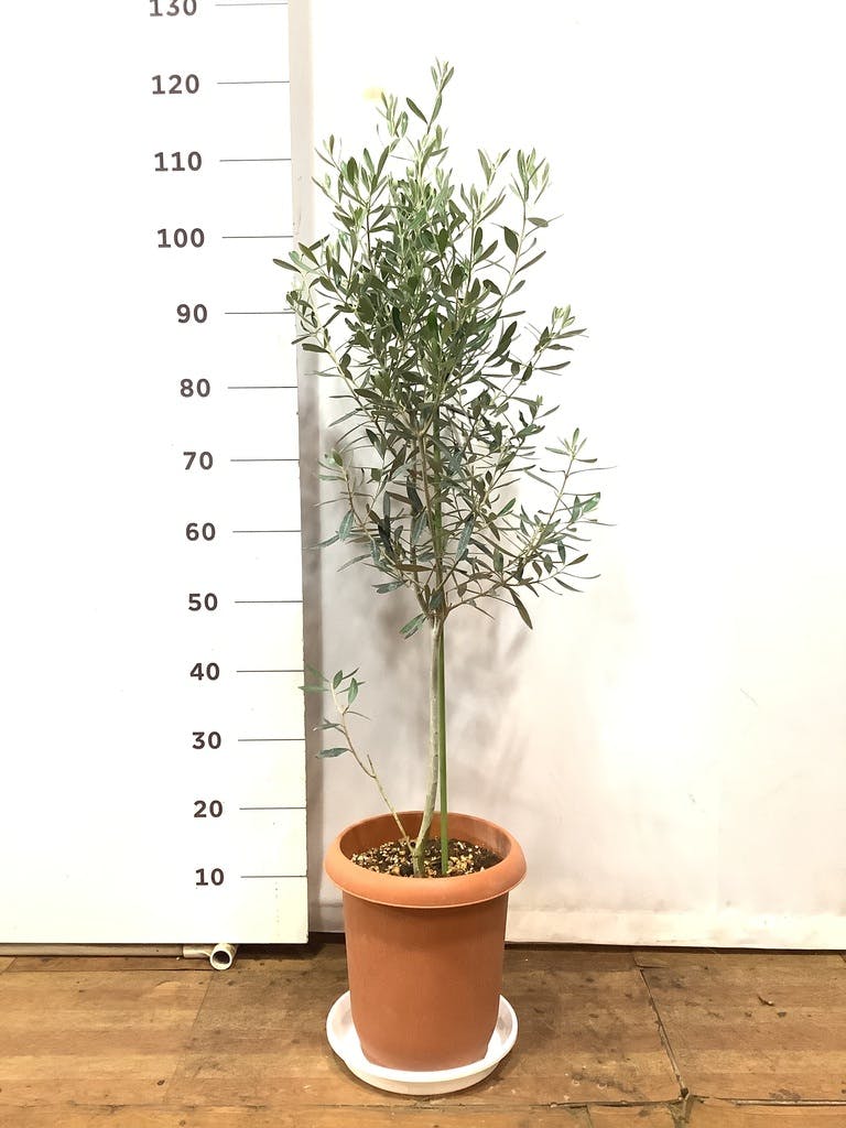 高さ１５０㎝のオリーブ：チプレッシーノ 8号鉢植え - 植物/観葉植物