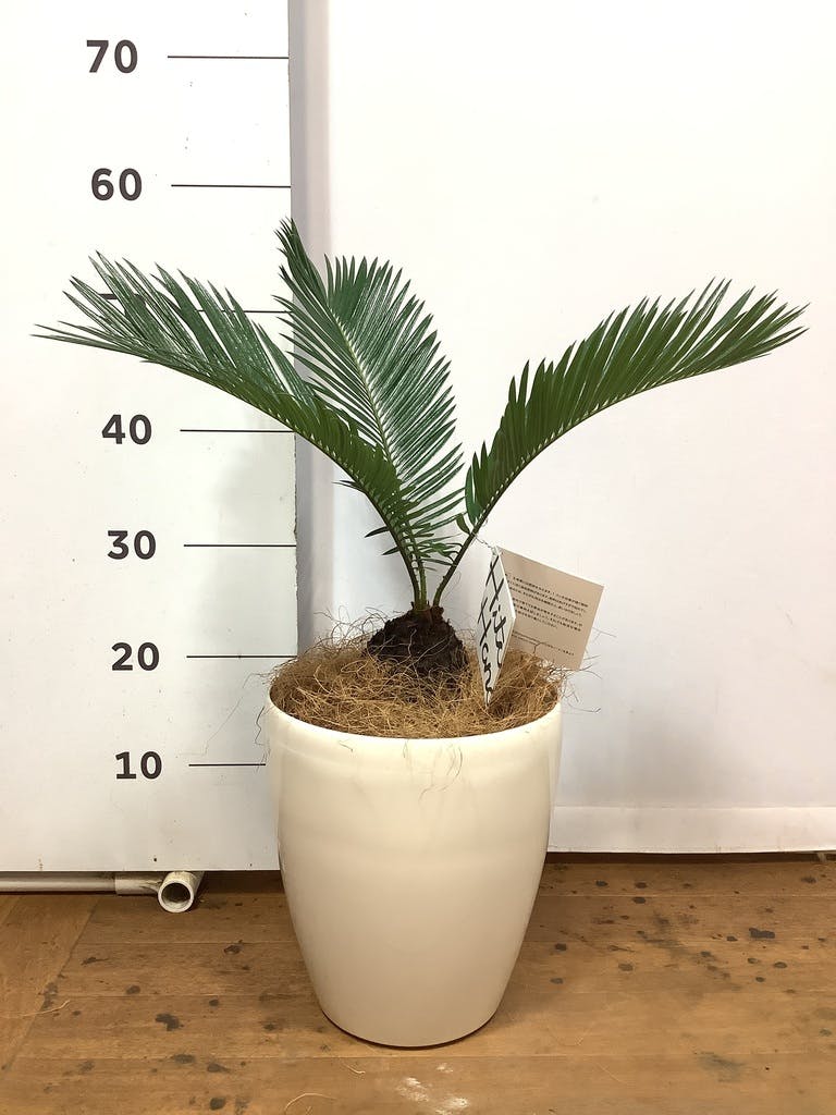 観葉植物 ソテツ 6号 ラスターポット 付き | 観葉植物ならHitoHana