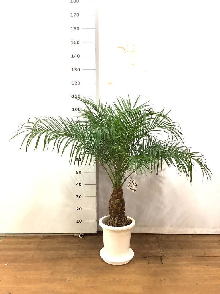 人気商品 ロベレニー 子持ち 観葉植物