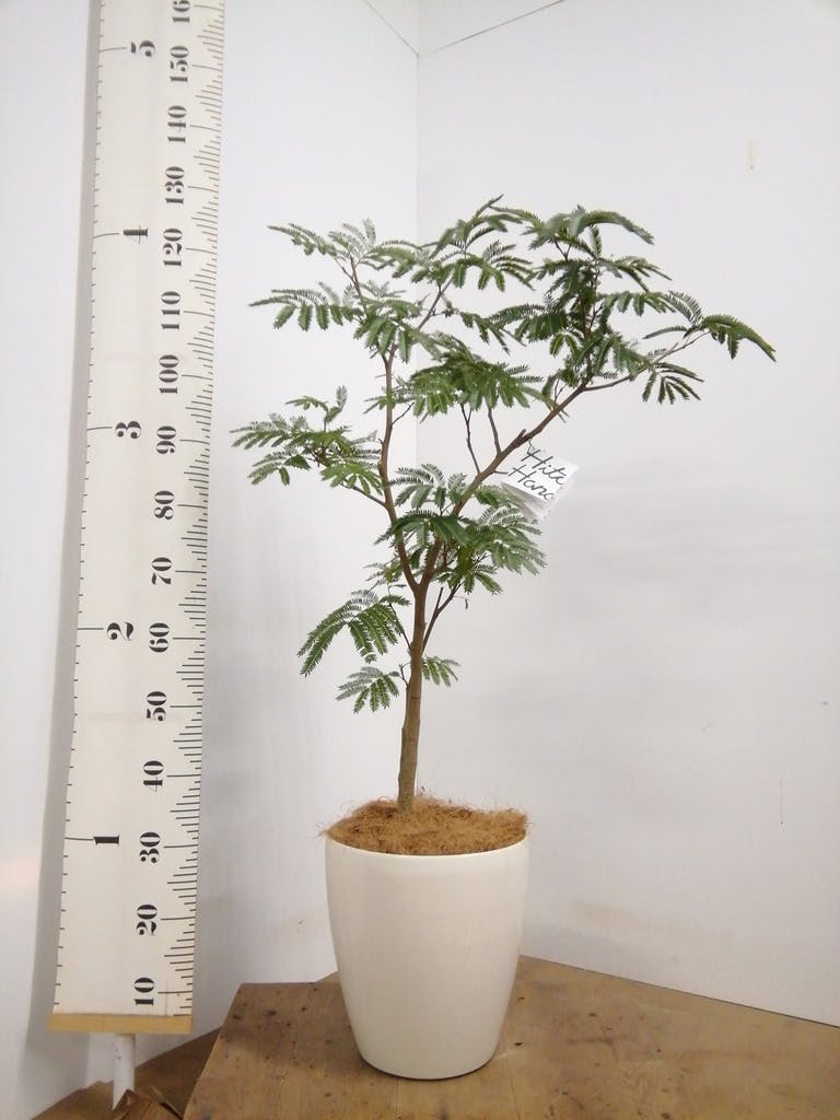観葉植物 エバーフレッシュ 8号 ボサ造り ラスターポット 付き | 観葉