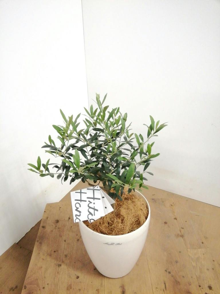 観葉植物 オリーブ 6号 創樹 プラスチック鉢 | 観葉植物ならHitoHana