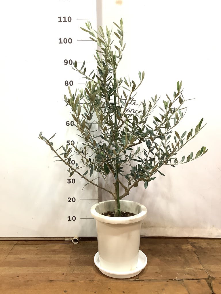 観葉植物 オリーブの木 8号 コレッジョラ ジュピター 黒 付き / 小倉園