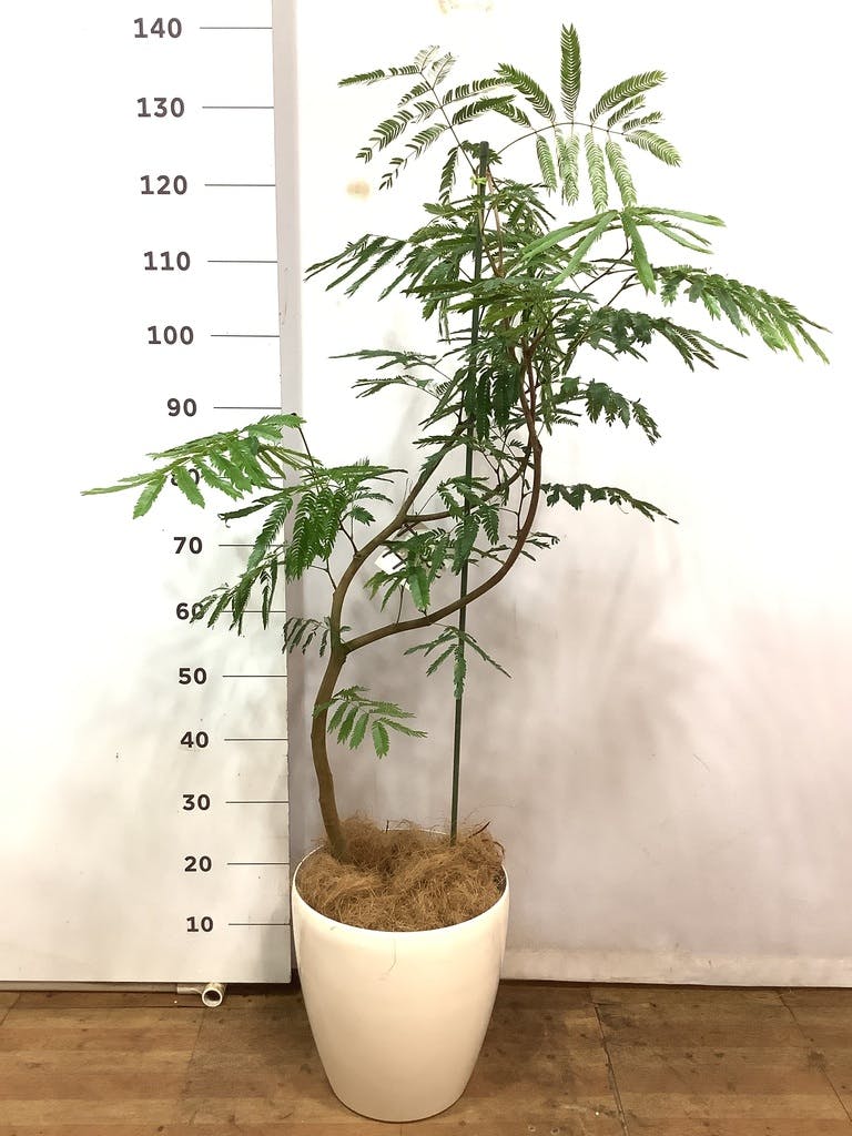 観葉植物 エバーフレッシュ 8号 曲り ラスターポット 付き | 観葉植物