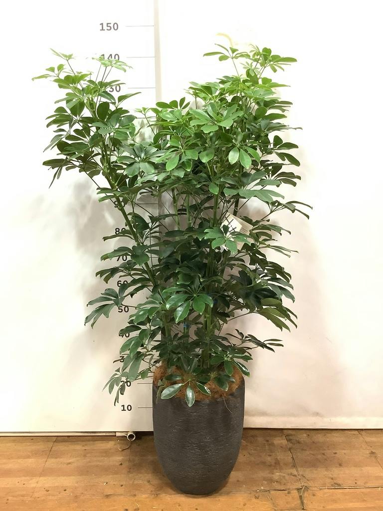 観葉植物 シェフレラ（カポック） 8号 ノーマル プラスチック鉢 | 観葉