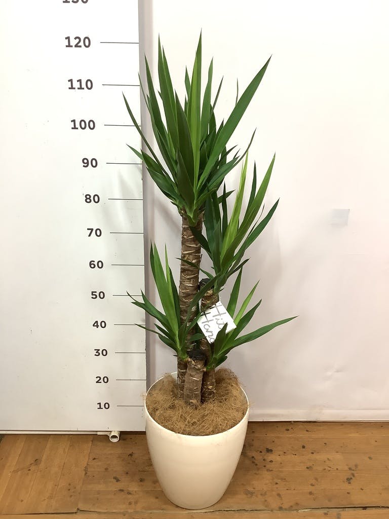 観葉植物 ユッカ 8号 ノーマル ラスターポット 付き | 観葉植物なら