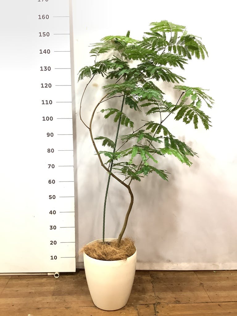 観葉植物 エバーフレッシュ 8号 曲り ラスターポット 付き | 観葉植物