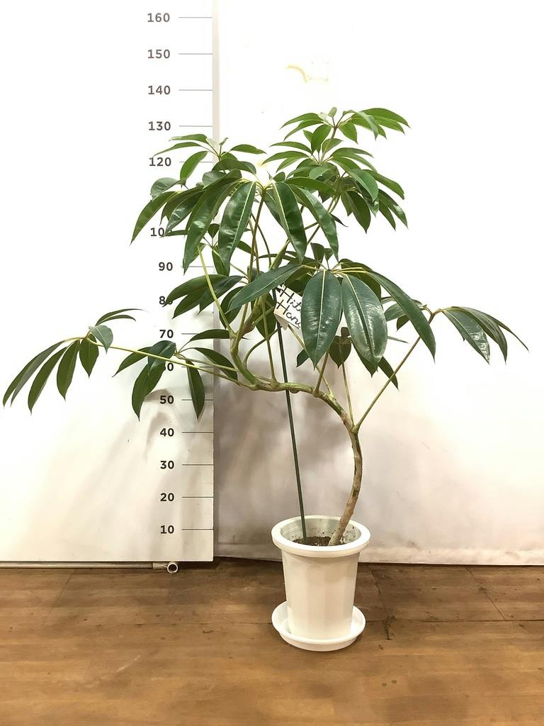 ツピダンサス　曲がり　高さ約100㌢　8寸 観葉植物 ツピダンサス 8号 曲り プラスチック鉢 | 観葉植物なら