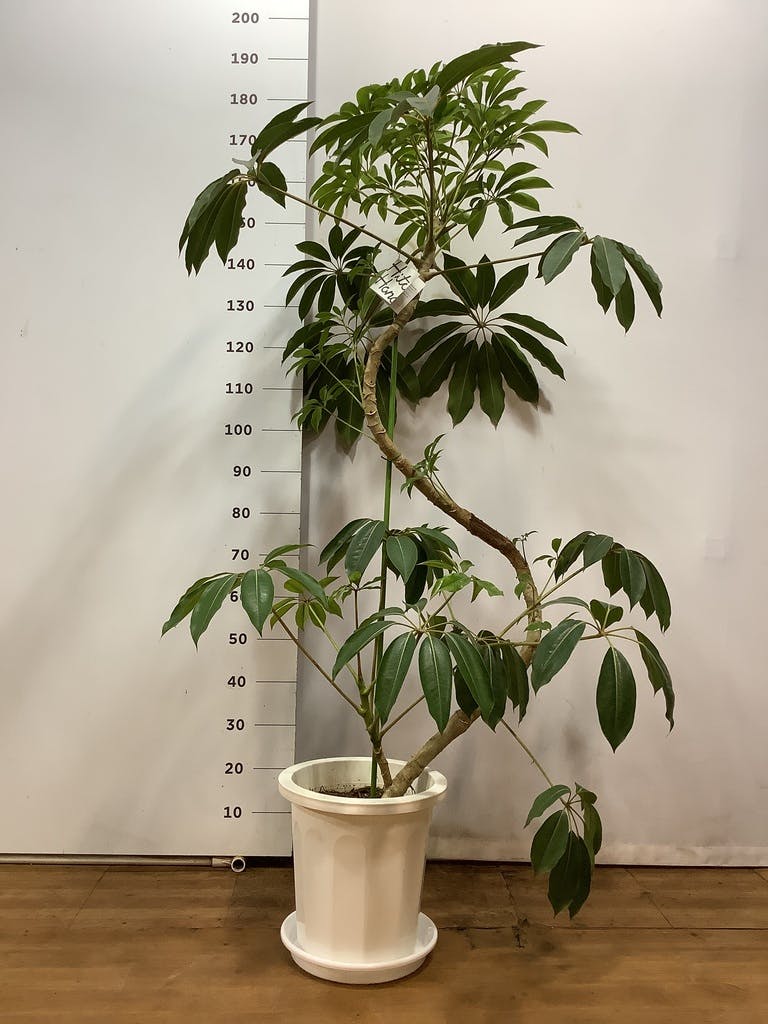 ツピタンサス 10号 - 植物/観葉植物