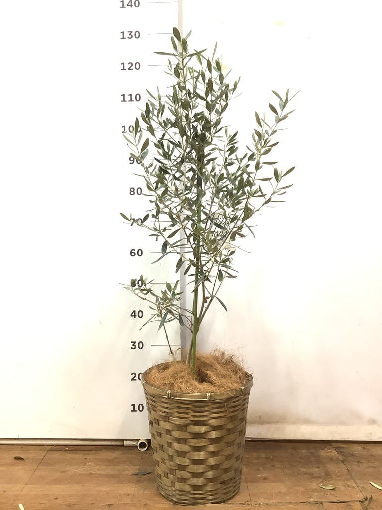 観葉植物 オリーブ 8号 チプレッシーノ プラスチック鉢 | 観葉
