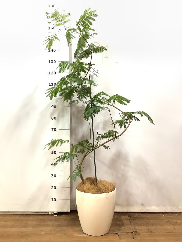 観葉植物 エバーフレッシュ 8号 曲り ラスターポット 付き | 観葉植物