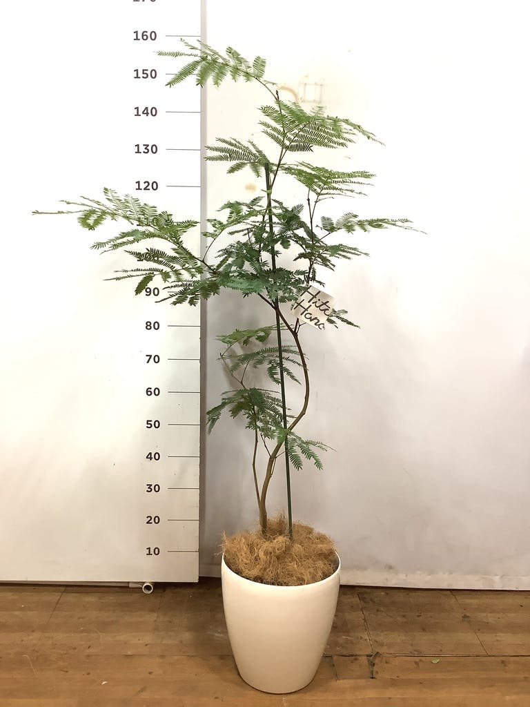 観葉植物 エバーフレッシュ 8号 曲り ラスターポット 付き | 観葉植物