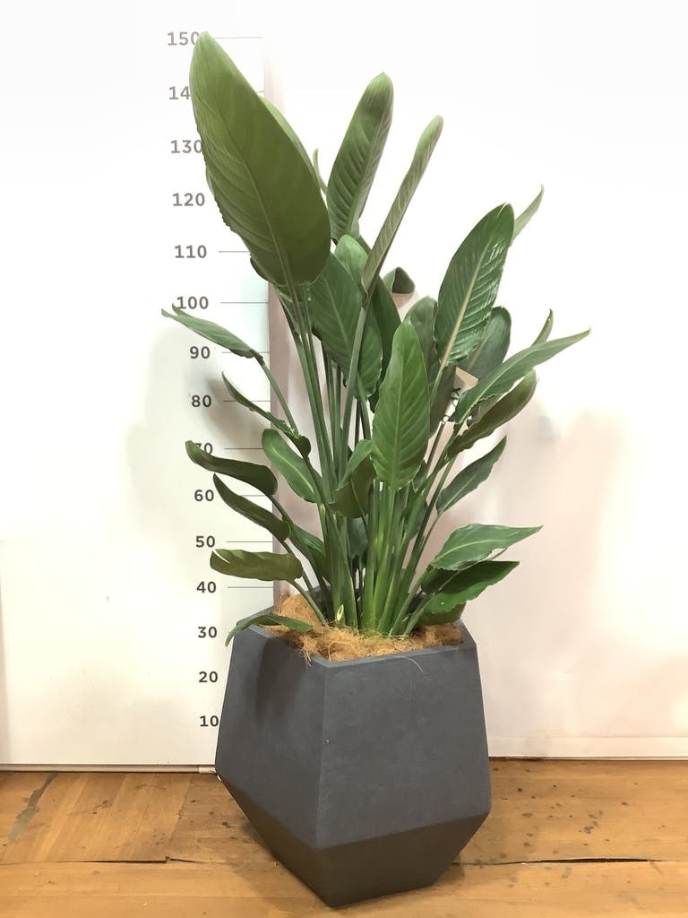 観葉植物 ストレリチア レギネ 10号 Medium__10_7500c670-52f7-4d00-