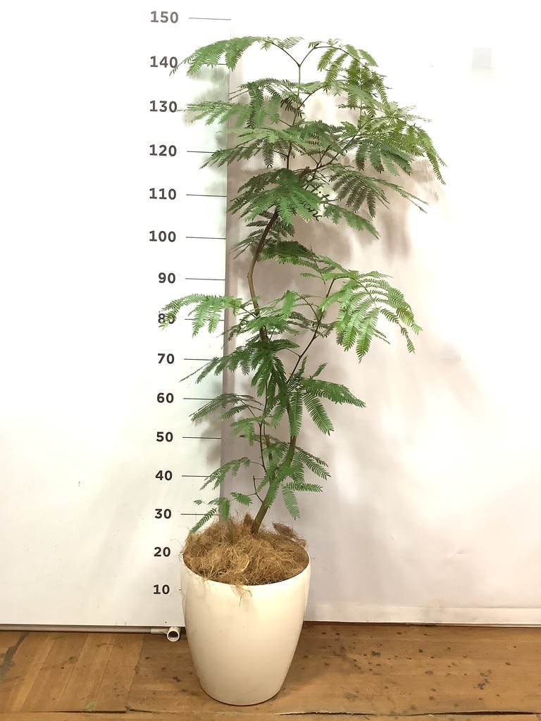 観葉植物 エバーフレッシュ 8号 曲り ラスターポット 付き | 観葉植物