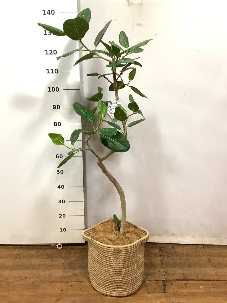 観葉植物 フィカス ベンガレンシス 8号 曲り プラスチック鉢