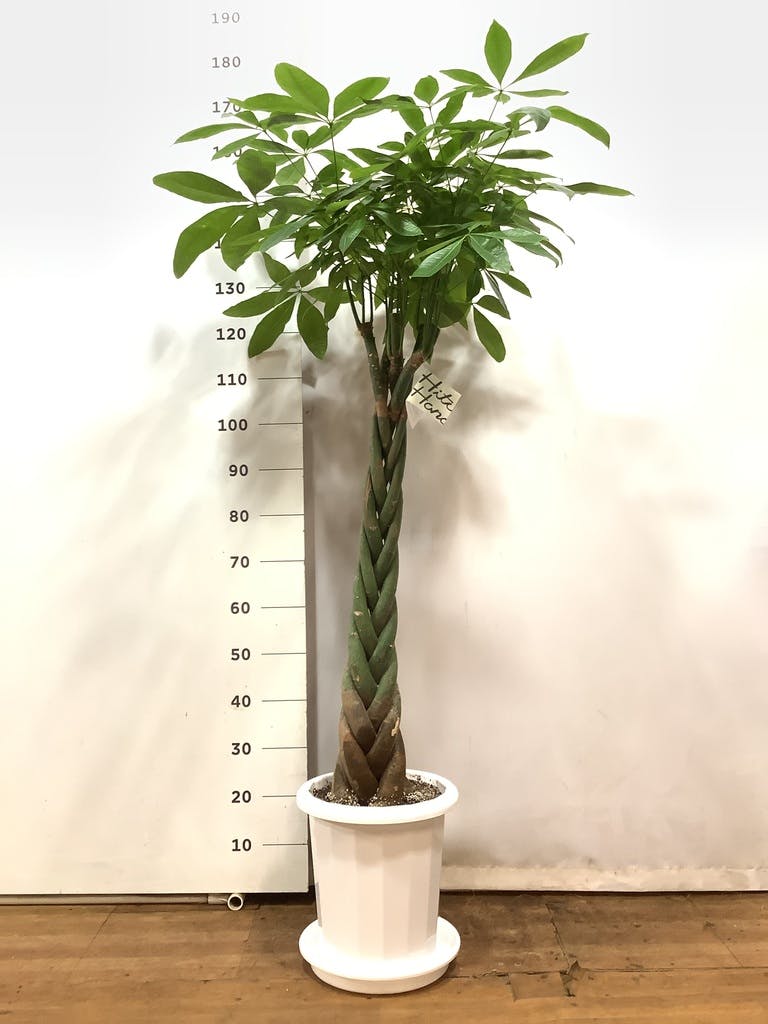 ⑤　パキラ　ネジリ　10号　特大苗木最高等級極上品‼️ ⑤ パキラ ネジリ 10号 特大苗木最高等級極上品‼️ - メルカリ